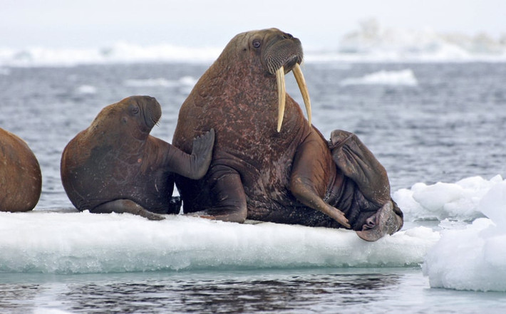Hải mã Thái Bình Dương nghỉ ngơi trên tảng băng tại biển Chukchi, Alaska, Mỹ. (Nguồn Guardian)