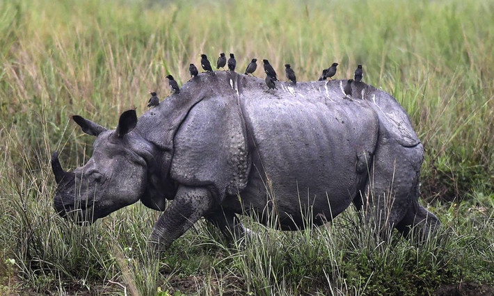 Chim đậu trên lưng tê giác một sừng trong vườn quốc gia Kaziranga ở Assam, Ấn Độ. (Nguồn Guardian)