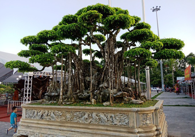 Chủ nhân của cây cho biết mua cây sanh cổ này cách đây hơn 20 năm. Thời điểm đó, ông phải đổi 1 ngôi nhà ở mặt phố Lê Hoàn (TP. Thanh Hóa). Ảnh: Nlđ