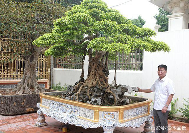 Sanh cổ "Nỏ Thần" được giới chơi cây cảnh đánh giá là mang cả 3 yếu tố của một cây cảnh đẹp gồm: Cổ - Kỳ - Mỹ. Ảnh: Ailinpenjing