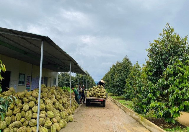 Theo đúng kế hoạch, CTCP Hoàng Anh Gia Lai (HAGL) của bầu Đức vừa thu hoạch lứa sầu riêng đầu tiên tại vườn sầu riêng rộng 62ha ở Gia Lai. Ảnh: Tổ quốc