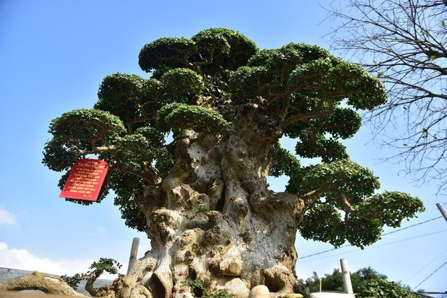 Ông Lại Quang Hoà (Văn Giang, Hưng Yên) từng gây xôn xao dư luận với cây duối cổ mang tên "Lão mai đài thọ". Ảnh: Dân trí