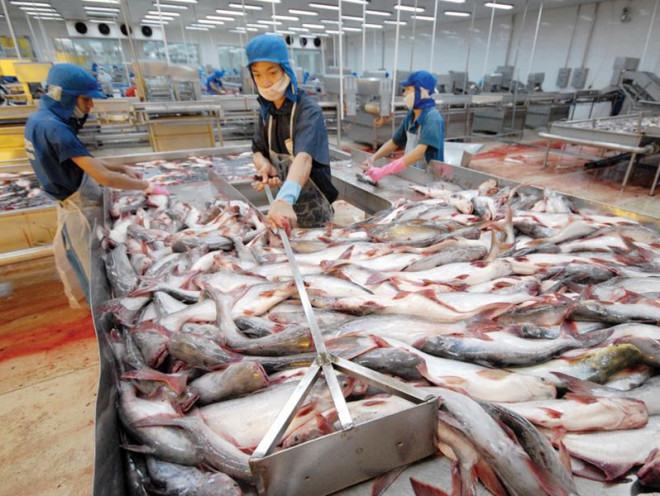 Tuy nhiên, thay vì lựa chọn mặt hàng tôm, ông lại chuyển hướng với sản phẩm chủ lực mới là cá tra. Ảnh: Baodautu