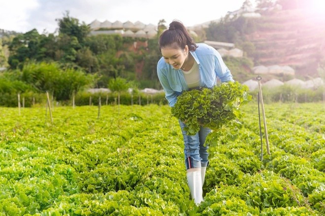Tất cả nông sản đều được Lý Nhã Kỳ trồng theo mô hình hữu cơ. Nguồn ảnh: FBNV