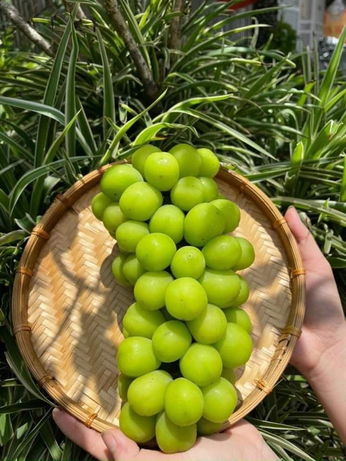 Trong khi đó, nho mẫu đơn Hàn Quốc, Nhật Bản quả to, mọng, chắc, ăn rất ngọt và vị thơm dịu rất dễ ăn. Ảnh: Facebook