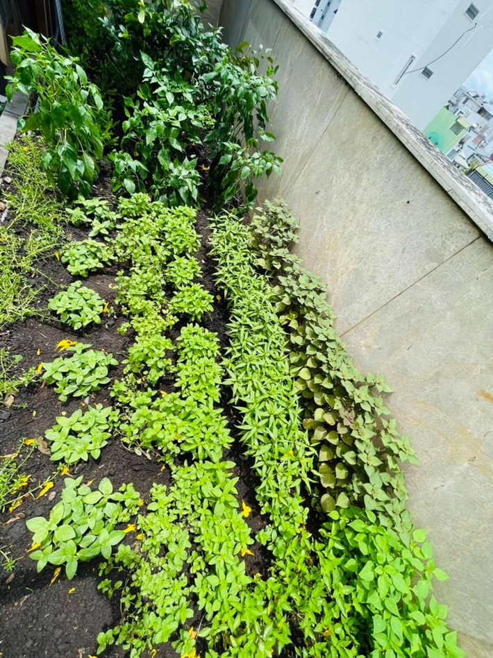 Khu vườn có đủ các loại rau, chủ yếu là các rau để nêm nếm cho các món ăn.