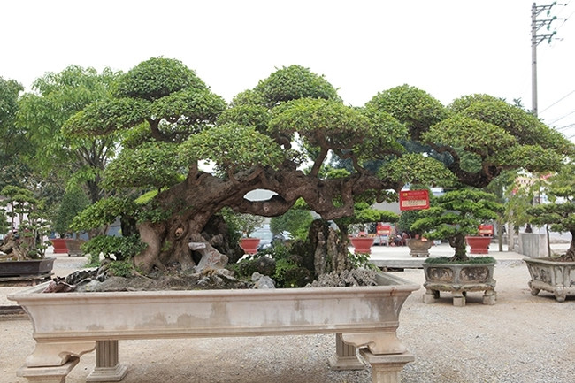 Ông Vũ Văn Mai ở huyện Vĩnh Tường (tỉnh Vĩnh Phúc) từng khiến giới sinh vật cảnh xôn xao khi sở hữu cây duối cổ có tuổi đời hơn 100 năm. Ảnh: Dân Việt