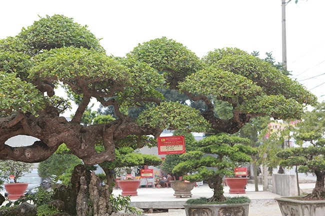 Để có được cây duối cổ đẹp như vậy, chủ nhân phải bỏ ra nhiều tiền bạc, thời gian công sức chăm sóc. Vì vậy, ông luôn coi cây như là một 'báu vật' trong nhà. Ảnh: Dân Việt