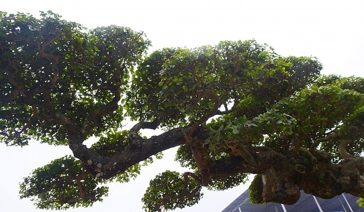 Thân của cây duối giống như hình ảnh con rồng, còn các tán bông biểu trưng cho hình ảnh con phượng. Mỗi tay cành hình ảnh một con phượng đang nhảy múa trên lưng con rồng. Ảnh: VTCnews