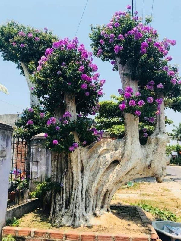 Bằng lăng có nhiều giống khác nhau trong đó các giống bằng lăng lùn, lùm bụi được chọn trồng chậu làm bằng lăng kiểng. Ảnh: Caygianghuong