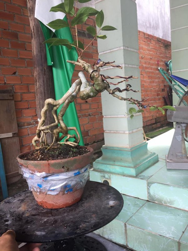 Bằng lăng bonsai với bộ rễ kỳ quái, lạ mắt. Ảnh: FB Nguyễn Minh Thiện.