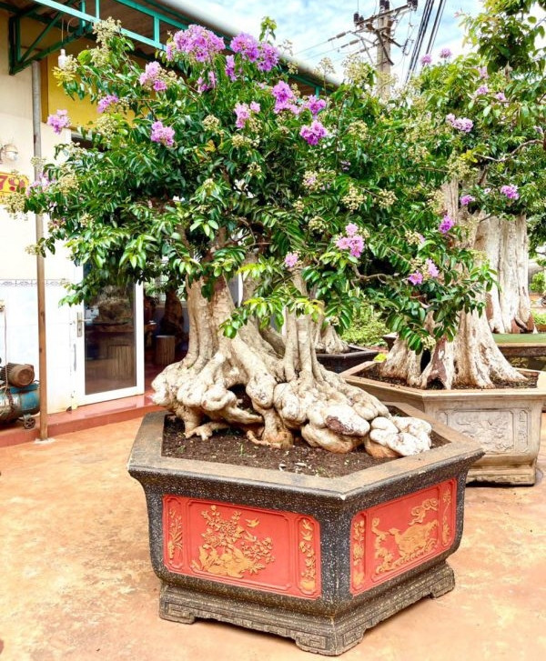 Cây bằng lăng cổ thụ có hoa màu tím nhạt, mọc thành cụm ở đỉnh. Ảnh: Nhavuonthinhphat