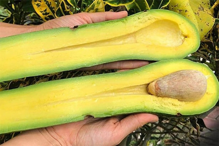 Phần cổ dài có thể dùng thìa để ăn. Ảnh: DM