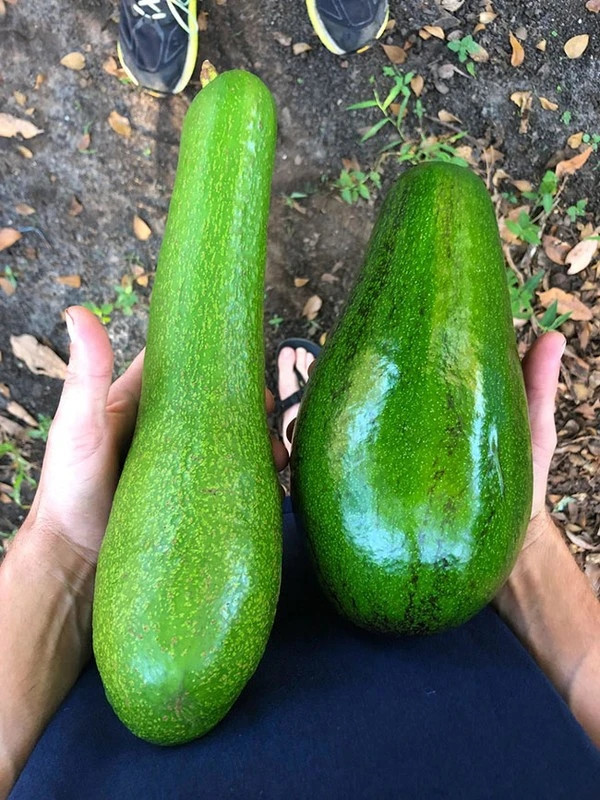 Mỗi quả bơ có chiều dài và cân nặng khác nhau, có quả lên tới 1 kg. Ảnh: DM