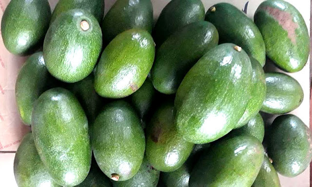 Tại Việt Nam, giống bơ khủng, trọng lượng lên tới trên 1 kg/quả cũng đã được trồng ở khu vực Tây Nguyên. Ảnh: Traicaydungmap