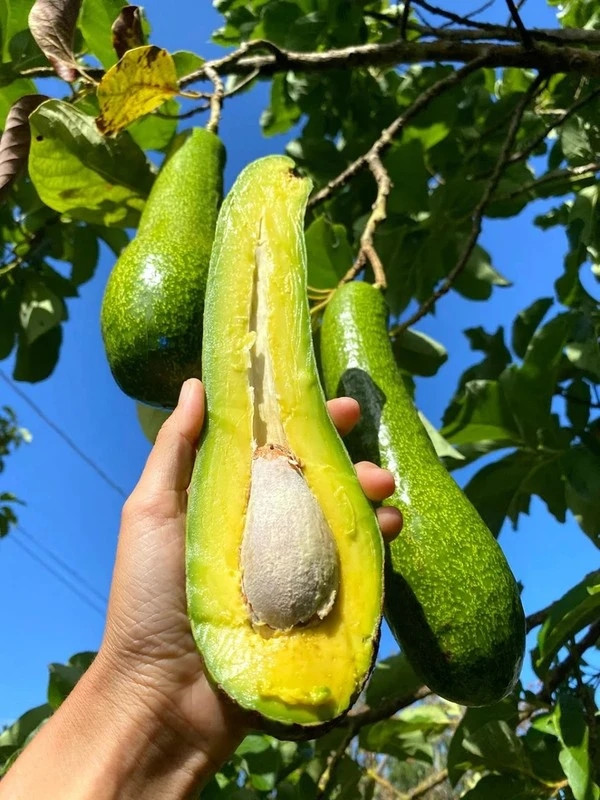 Đáng chú ý, dù đắt nhưng để mua được loại bơ khổng lồ này, khách hàng chỉ có cách đặt trực tuyến. Ảnh: DM