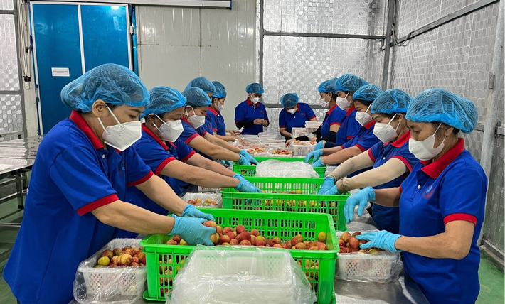 Mới đây, những thùng vải thiều chín sớm đầu tiên tại Thanh Hà (Hải Dương) đã xuất khẩu sang Úc và được bày bán trên kệ siêu thị Market Place Melbourne, Bang Victoria. Ảnh: Vietnamnet