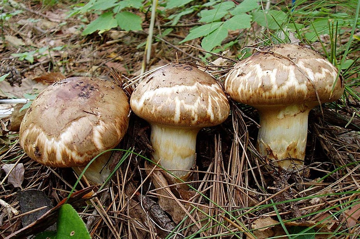 Hương vị của nấm Matsutake đặc trưng quyến rũ với gỗ thông, thoảng hương lá và đất ẩm cùng với vị thanh ngọt tự nhiên và cảm giác đầy đặn. Ảnh: Getty