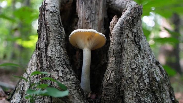 Nấm Matsutake thường được tìm thấy ở những cánh rừng tùng quanh năm có mây mù, tuyết, độ ẩm cao, cách mặt nước biển từ 2.500 m. Ảnh: Getty