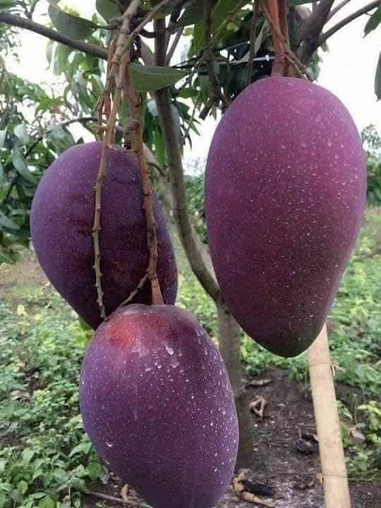 Bên cạnh các giống xoài phổ biến như xoài hạt lép, xoài thái, xoài cát chu... thời gian gần đây trên thị trường xuất hiện giống xoài tím lạ mắt.