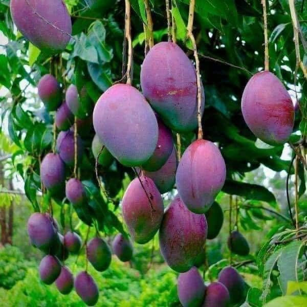 Mỗi cân xoài tím có giá trung bình từ 20.000 – 55.000 đồng/kg. Do màu tím bắt mắt nên nhiều người muốn mua thử về ăn.