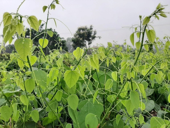 Rau bò khai vốn là loại rau thường mọc ở khu vực núi đá các tỉnh phía Bắc như Cao Bằng, Bắc Cạn, Lạng Sơn. Loài rau này dạng thân leo, người dân thường hái ngọn, lá non để luộc, xào hay nấu canh.... Ảnh: Nongnghiep