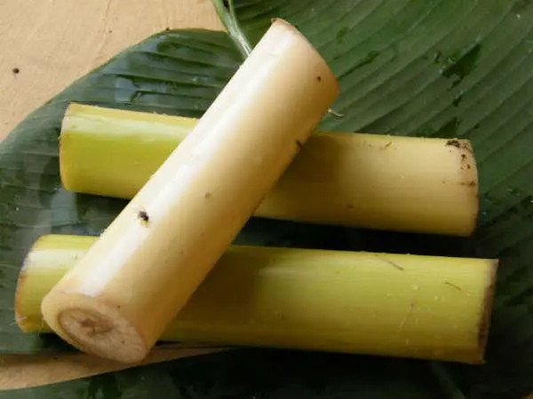 Tại các vùng quê ở Việt Nam, thân cây chuối thường bỏ đi hoặc dùng làm thức ăn cho lợn. Ảnh: Internet