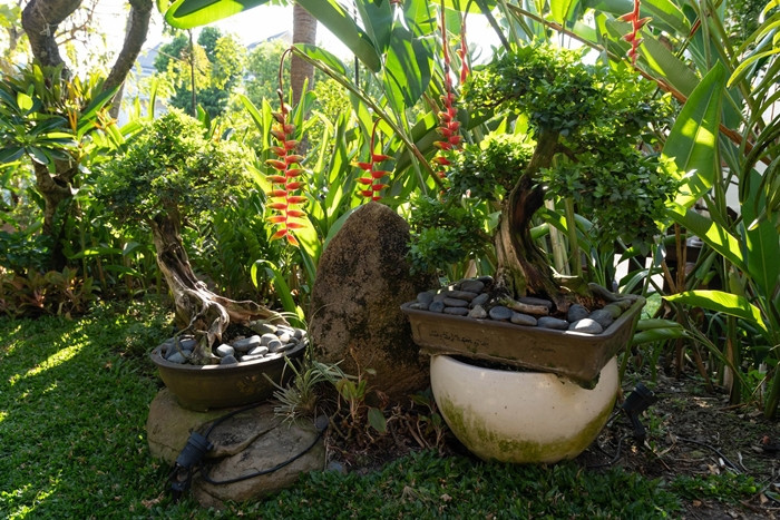 Giữa một Sài Gòn náo nhiệt, người ta vẫn dễ dàng tìm thấy một nơi chốn bình yên, trong lành của thiên nhiên.