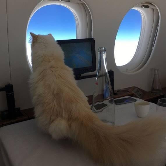 Đứng trước cuộc sống giàu sang của mèo Choupette, nhiều dân mạng đã không khỏi sốc khi chỉ là một loài vật mà được hưởng những dịch vụ quá tốt. Thậm chí, còn hơn cuộc sống của vô vàn người bình thường trên thế giới.