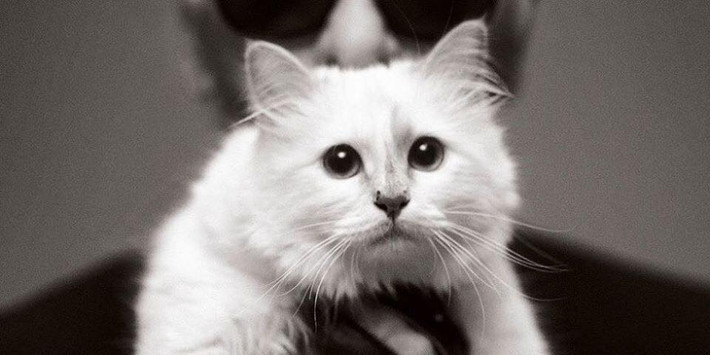 Sau sự ra đi của ông chủ Karl Lagerfeld, mèo Choupette có thể trở thành chú mèo giàu nhất thế giới khi được thừa kế 200 triệu USD.