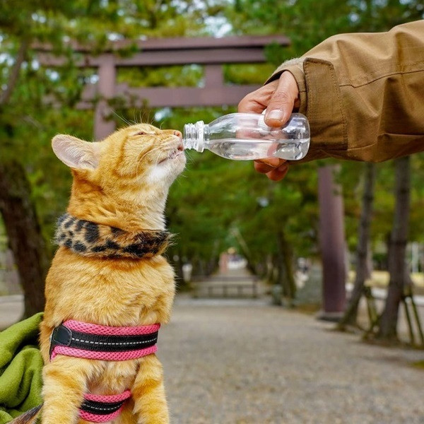 Đôi khi, anh Daisuke cho những chú mèo vào chiếc làn mây và xách chúng đi dạo và coi chúng như những thành viên thân thiết với mình.