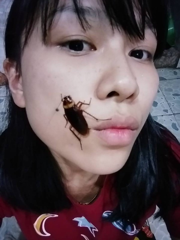 Hầu hết trong thử thách đặt gián lên mặt chụp ảnh, các bạn trẻ đều sử dụng loài gián Mỹ, là loài gián lớn nhất có thể dài tới 3,8 cm hoặc hơn.