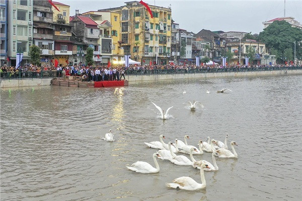 Hiện tại, đông đảo người dân Hải Phòng vẫn mạnh mẽ kêu gọi mọi người tới xem thiên nga cần có ý thức bảo vệ môi trường cũng như sức khỏe cho đàn thiên nga. Tuy nhiên, vẫn còn một số người dân thiếu ý thức, coi thường cảnh báo khiến không ít người bức xúc.