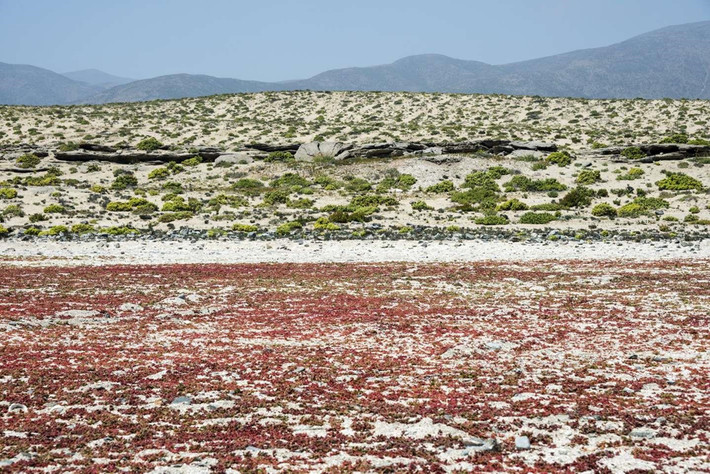6. Sa mạc hoa (Atacama, Chile): Cứ theo chu kỳ 5-7 năm một lần, sa mạc Atacama lại nở một rừng hoa tuyệt đẹp giống như khoác lên mình tấm áo mới đầy màu sắc. Hiện tượng này do những cơn mưa lớn thúc đẩy các hạt giống trong lòng đất đồng loạt nảy mầm. Khoảng 200 loài hoa cùng nở sau những cơn mưa lớn vào tháng 9 đến tháng 11.