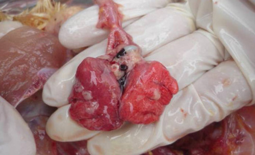 Phổi gà: Bộ phận thuộc hệ hô hấp của gà là nơi chứa đựng rất nhiều các chất độc và các vi khuẩn gây bệnh khác nhau và phổi là một bộ phận như vậy. Sau khi giết mổ, phổi gà vẫn bám vào và vẫn là nơi cư trú của các loại vi khuẩn gây bệnh. Dù có luộc chính thì vi khuẩn ấy cũng khó chết được. Vậy nên đừng ăn phổi gà nếu không muốn rước bệnh vào người nhé.