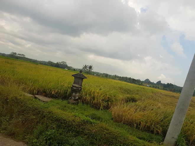 Với những du khách chưa đi Bali hoặc đang có dự định tới đây, bài đăng đàn này của V như một "gáo nước lạnh". Ở dưới phần bình luận, đa phần đều bày tỏ sự thất vọng lớn, một số bạn còn "tag" bạn bè vào và đề nghị để dành chi phí để đi chỗ khác.