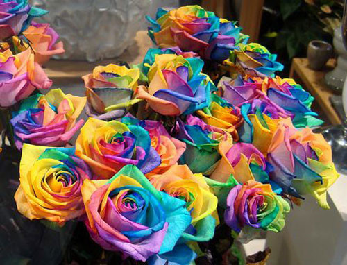 Hoa hồng ngũ sắc là một sự phá cách đặc biệt trong những món quà Valentine\, được làm từ những bông hoa hồng trắng, món quà này được những thợ yêu hoa tẩm vào mỗi cánh một màu khiến chúng trở nên vô cùng đặc biệt.