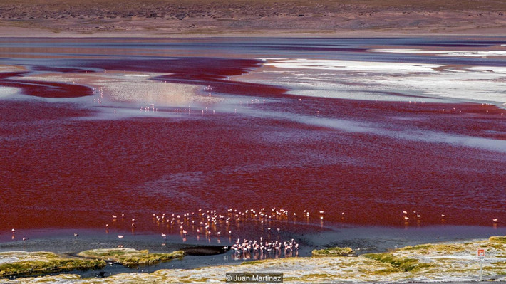 Cũng nằm trong khu bảo tồn và cách Sol de Manana khoảng 45 km, Laguna Colorada (hay còn gọi là đầm Đỏ) là hồ nước mặn nổi tiếng với sắc đỏ rực rỡ. Màu của hồ xuất phát từ tảo dunaliella salina và các trầm tích của sinh vật phù du. Ảnh: Juan Martinez.