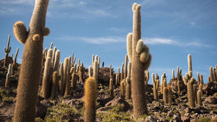Incahousi là vùng đất nằm giữa Salar de Uyuni nổi bật với hệ sinh thái xương rồng khổng lồ. Những cây trưởng thành có thể cao hơn 10 m và tuổi thọ khoảng 300 năm. Tuy nhiên, tốc độ phát triển của loài thực vật này tương đối chậm. Mỗi năm, xương rồng khổng lồ chỉ có thể cao thêm 1-2 cm. Ảnh: Juan Martinez.