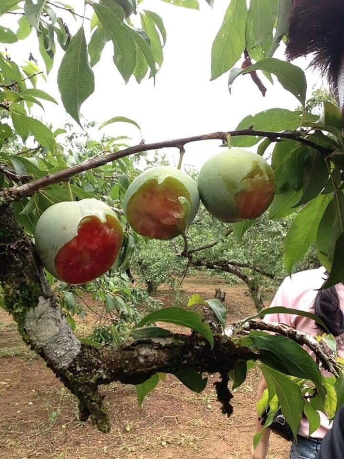 Theo chia sẻ trên một trang mạng có hàng trăm nghìn lượt theo dõi thì cả nhóm thanh niên này đã mua vé 20.000 đồng để vào tham quan vườn mận. Tuy nhiên, trong lúc chủ vườn không để ý, cả nhóm đã có hành động cắn nửa hàng loạt quả trên cây rồi nhổ đi.