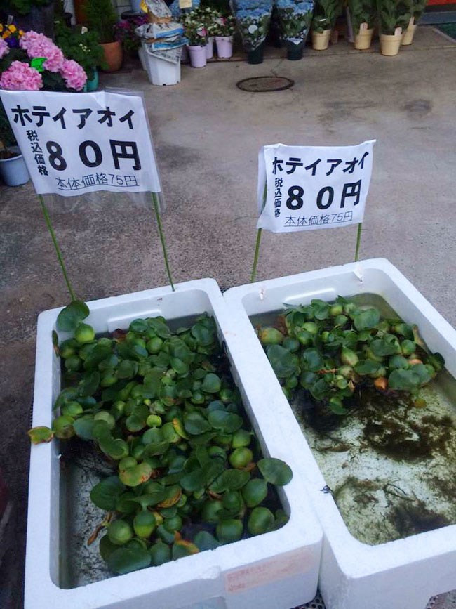 Nhiều người hay dùng câu "Rẻ như bèo" khi nói đến một thứ gì đó có giá trị nhỏ. Tuy nhiên, tại Nhật Bản đây cũng là một thứ đồ bán được giá, giá cho mỗi cây bèo nhỏ ở 80 yên, tương đương khoảng 16 nghìn đồng.