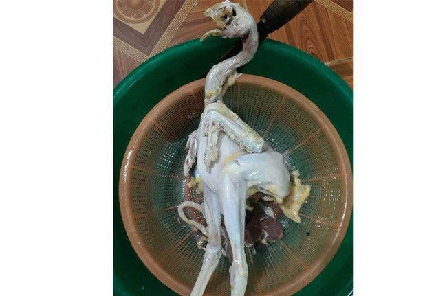 Bảo mổ gà làm mâm cơm cúng Tết mà thế này thì đi toi mâm cơm cúng con gà không còn nguyên vẹn.