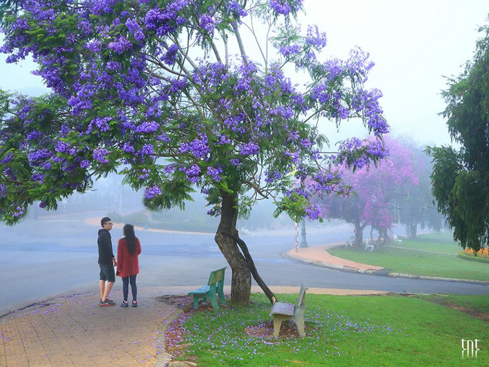 Lên Đà Lạt vào tháng 3, tháng 4 người ta chỉ mong bắt gặp được những chùm hoa màu tím đáng yêu này.
