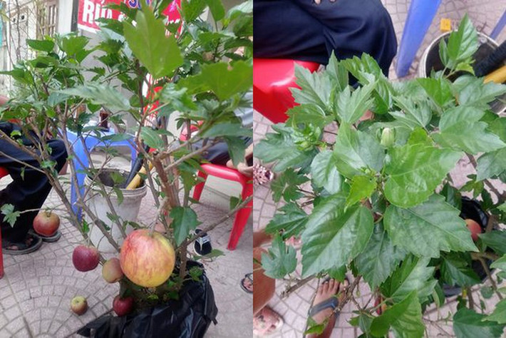 Theo nhiều dân mạng chia sẻ: "Quả trên cây táo này gắn keo toàn bộ. Đặc biệt, phần thân cây cũng không phải là cây táo mà là cây dâm bụt".
