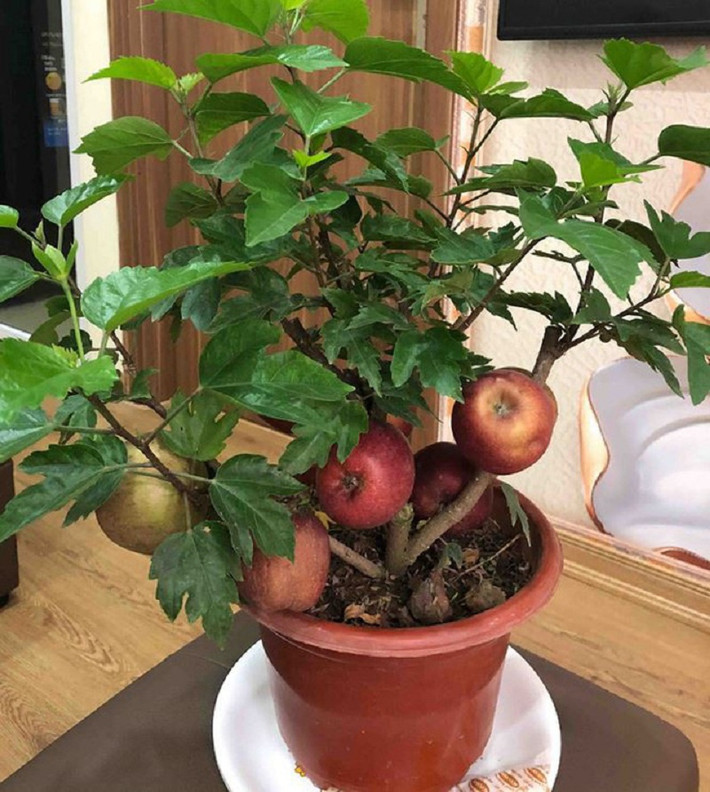 Không khó để tìm mua những cây táo bonsai này trên các tuyến phố ở Hà Nội như Nguyễn Trãi, Nguyễn Chí Thanh, Trần Duy Hưng, Nguyễn Xiển, Kim Ngưu.