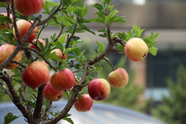 Mua phải cây táo giả này nickname P.T.B bức xúc: "Gia đình vừa mua cây táo bonsai Trung Quốc trĩu quả trên đường Kim Ngưu với giá 400.000 đồng. Mua về chăm bón mấy ngày các thành viên trong gia đình mới 'cười ra nước mắt' khi cây táo bỗng nở ra hoa dâm bụt. Lúc đó, gia đình kiểm tra kỹ mới biết những cây táo được đính, dán keo vào những cành dâm bụt rất tinh vi".