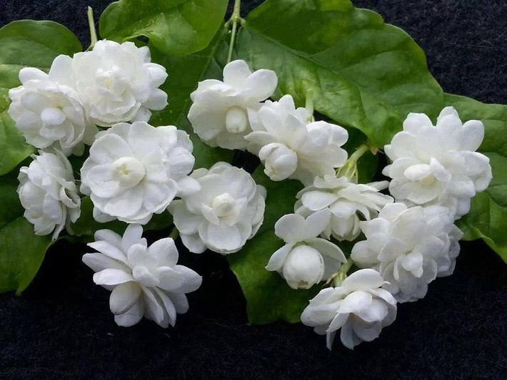Hoa nhài Nếu bạn thích thưởng trà, hãy khéo léo trồng cây hoa nhài để cành, nhánh có thể vươn khắp ban công. Hoa nhài là loài bán leo nhưng vẫn có sức leo khá mạnh. Cây để nhiều nhánh và nhiều cành giúp tạo nên bức tường xanh mát mẻ cho những ngôi nhà phố. Hoa lại nở quanh năm giúp cho bạn có thể một không gian nho nhỏ tận hưởng mùi hương dễ chịu của loài hoa này.