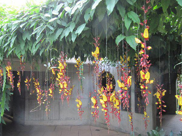 Hoa dây leo móng cọp Dây leo móng cọp là loài cây leo có độ rủ khi nở hoa giống như bức rèm đầy màu sắc. Vì thế, hoa có thể được trồng ở ban công hoặc trước cổng nhà. Hoa thường nở vào mùa hè vì cây ưa nắng, ưa sáng, thích sự thông thoáng nhưng cần có chế độ chăm sóc với đầy đủ dinh dưỡng.