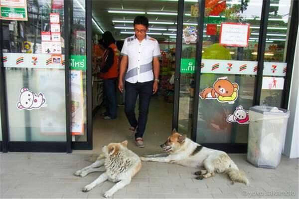 Xem những bức ảnh này các dân mạng đa phần đều tỏ ra vô cùng thích thú bởi sự dễ thương của các boss. Thậm chí, nhiều người còn để lại bình luận rằng: "Ước gì mình có 1 cuộc sống không bon chen, sân si như các chú chó, mèo này".