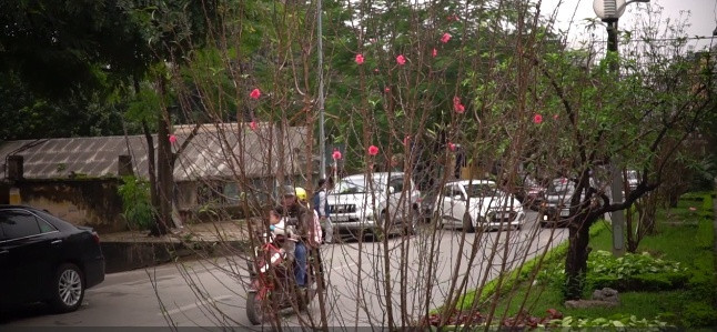 Đào ở đây được trồng ở dải phân cách giữa đường khiến mọi người đi qua ở cả hai làn đường đều có cơ hội được ngắm nhìn.